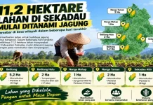 Program Ketahanan Pangan, 11,2 Hektare Lahan di Wilayah Sekadau Ditanami Jagung