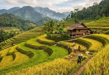 Pemandangan Terates Padi Gunung di Lereng Perbukitan