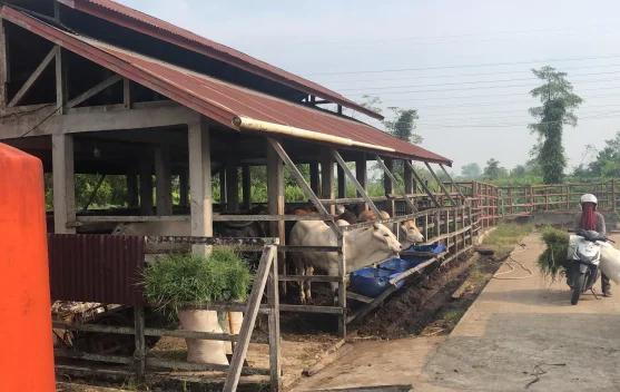 Pemkot Pontianak akan Renovasi Rumah Pemotongan Sapi