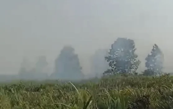 Karhutla Terjadi di Sejumlah Wilayah Kalbar, Masyarakat diminta Waspada
