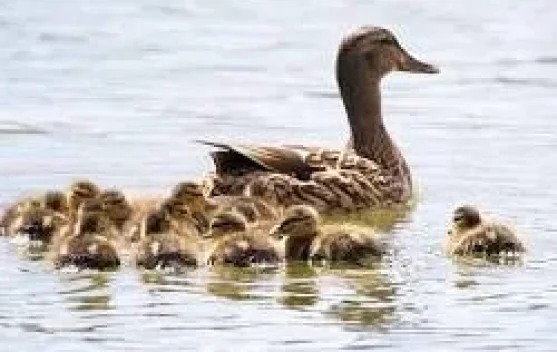 Filosofi di Balik Tenangnya Bebek Berenang, Ada Pelajaran Hidup yang Mendalam