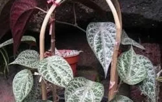 Tanaman Obat Kaya Manfaat: Mengenal Sirih Merah dan Khasiatnya bagi Kesehatan