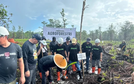 Agroforestry di Sungai Amoy Rehabilitasi Hutan Terbuka Bekas Kebakaran