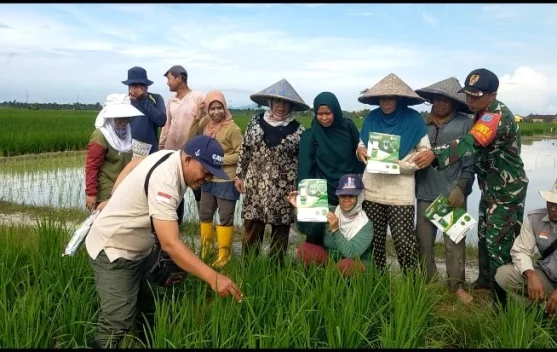 Babinsa Dampingi Petani Pantau Pertumbuhan Padi di Sambas