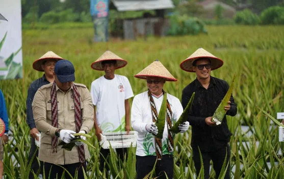 Pontianak Utara Tetap Jadi Sentra Hortikultura