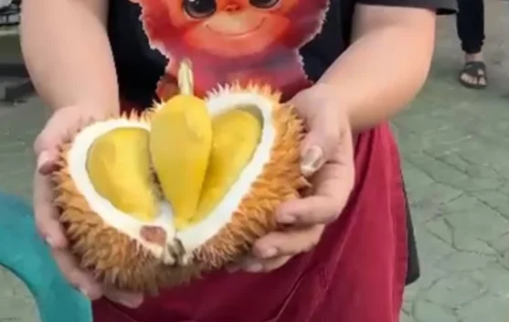 Mengenal Durian Premium Balai Karangan yang Sudah Hadir di Pontianak