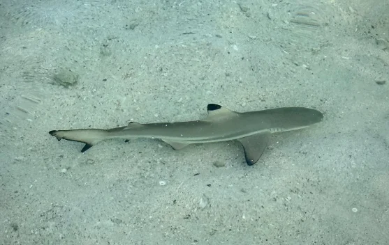 Mengenal Baby Shark Hiu Sirip Hitam, Penghuni Laut Pesisir yang Ramah dan Menawan