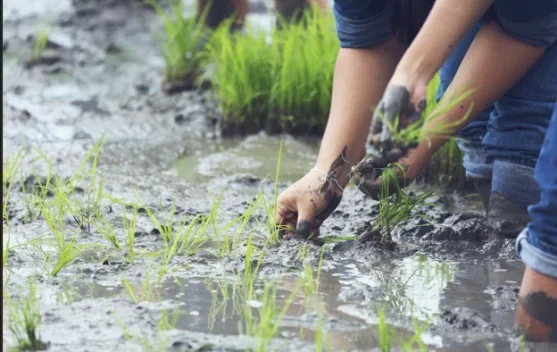 Petani Tradisional dan Ketahanan Pangan Lokal