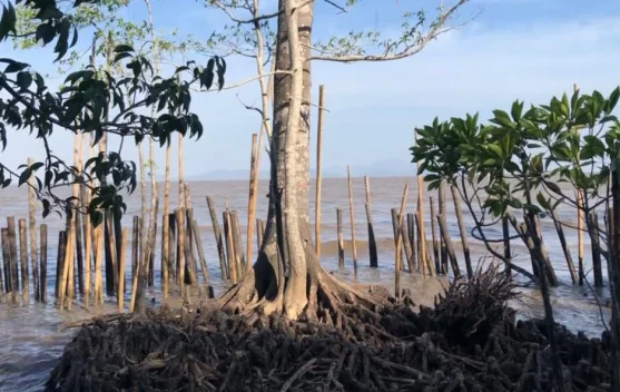 Tanaman Mangrove Jenis Langka di Kubu Raya Berhasil Dikembangbiakkan - RRI.co.id