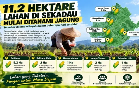 Program Ketahanan Pangan, 11,2 Hektare Lahan di Wilayah Sekadau Ditanami Jagung