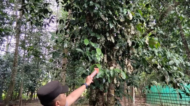 Petir Sambari Pohon Melinjo di Klirong, Ternak Warga Ikut Terdampak