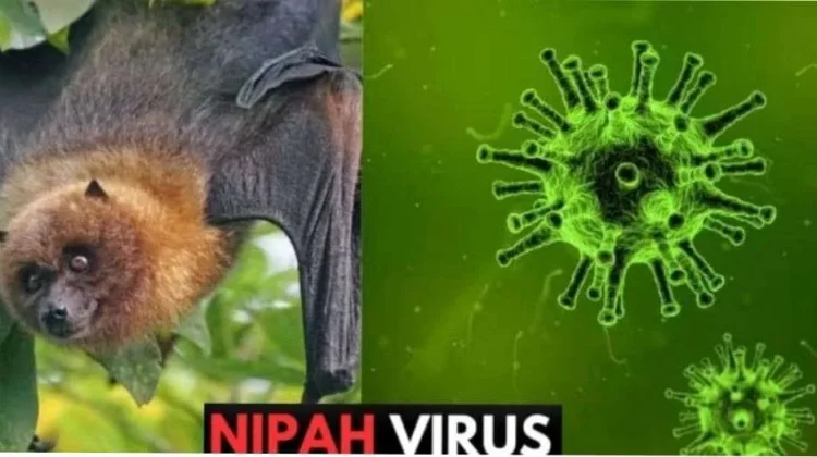 Dinkes Pastikan Banyumas Nihil Kasus Virus Nipah