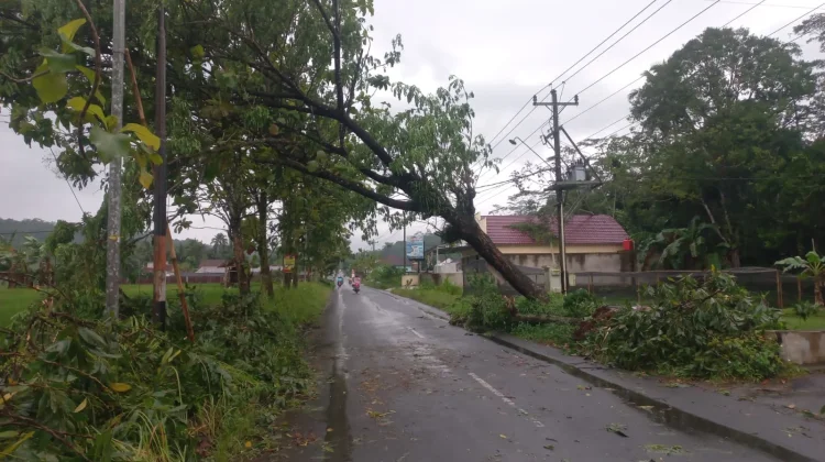 Hujan Deras Disertai Angin Kencang Terjang Banyumas: Pohon Tumbang, Akses Lumpuh