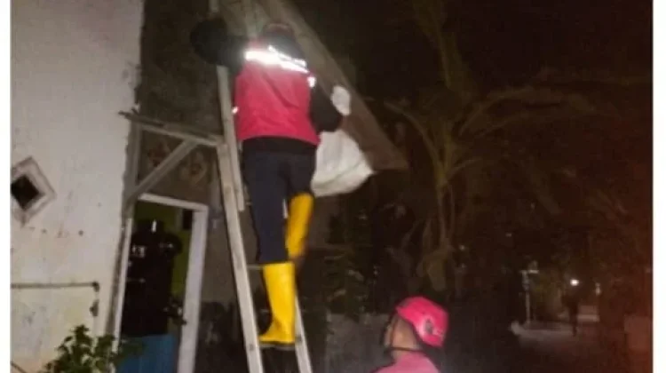 Bersihkan Toren, Pria di Kroya Meninggal Dunia usai Disengat Tawon Vespa