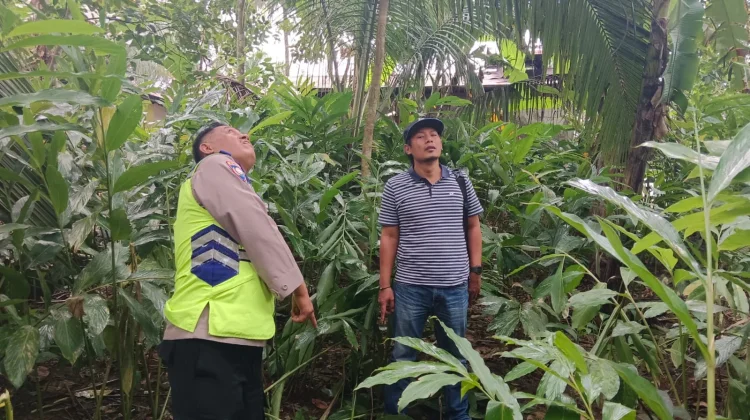 Warga Bobotsari Meninggal Dunia Jatuh dari Pohon Kelapa