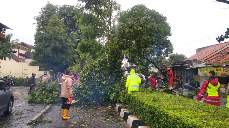 Tim SAR Gabungan Evakuasi Pohon Tumbang di Slawi dan Pangkah