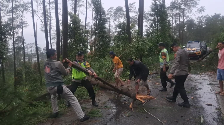 Polsek Karangreja Bersama Warga Evakuasi Pohon Tumbang di Desa Jingkang