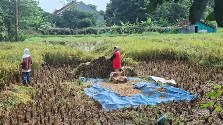 Srikandi Cikuya Tak Lagi Cemas, Panen Raya Lancar Berkat Jalan Baru