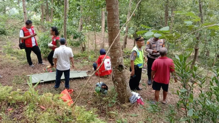 Petani Tewas Tertimpa Pohon Jenitri di Kebumen