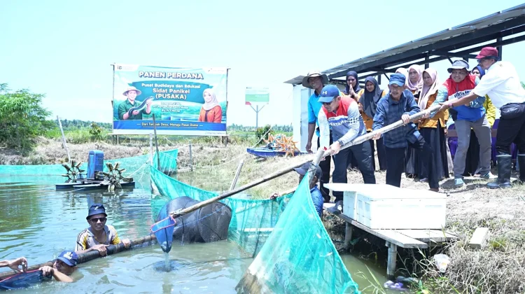 Panen Perdana Sidat Pusaka, Harapan Baru Warga Kampung Laut