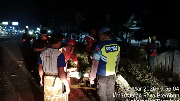 Pohon Lapuk Tumbang di Prembun, Kabel Terseret Lukai Pengendara