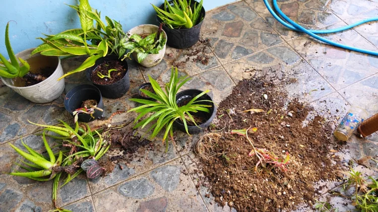 Manfaatkan Lahan Sempit, Warga Sokaraja Sulap Pekarangan Jadi Taman Hias