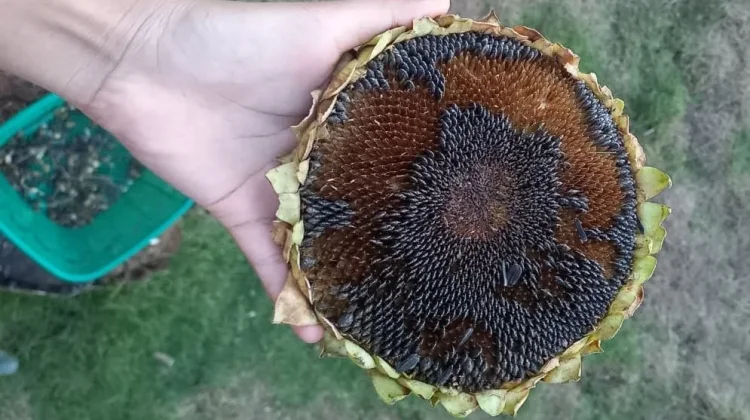 Ekstrak Biji Bunga Matahari Berpotensi Bantu Turunkan Berat Badan