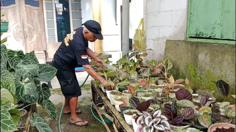 Bekal Ilmu Perantauan, Pria di Banyumas Sukses Raup Cuan dari Tanaman Hias.