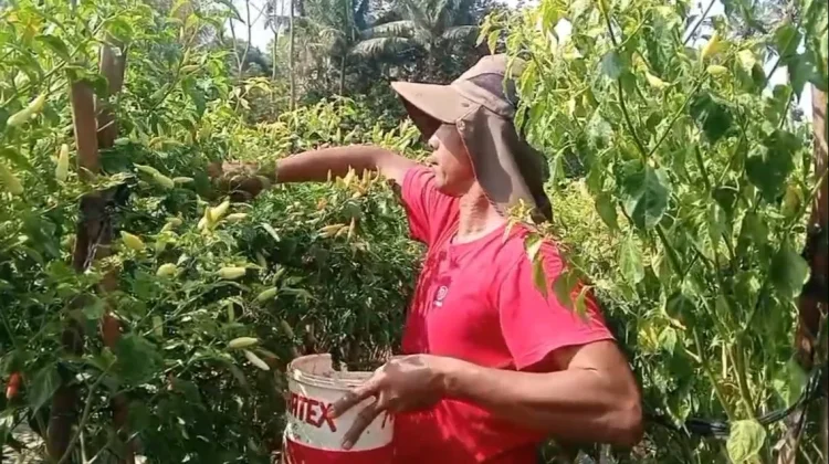 Petani Cabai Banjarnegara Nikmati Panen Raya Ditengah Harga Melambung