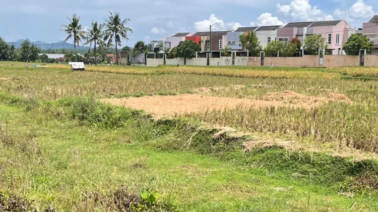 Sektor Pertanian Masih Dominan, Banyumas Mulai Lirik Ekonomi Digital dan Kreatif