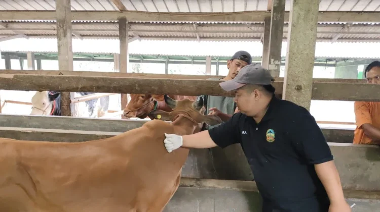 AUTS Belum Dilaksanakan, Banyumas Targetkan Asuransi 200 Ekor Sapi Perah di 2027