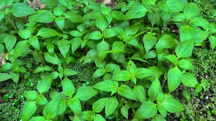 Jotang Kuda, Obat Alami hingga Insektisida Ramah Lingkungan