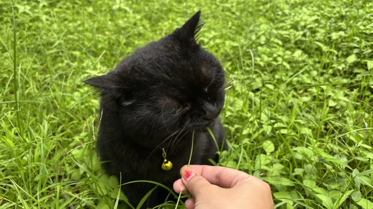 Kucing Makan Rumput, Apakah Tanda Sakit?
