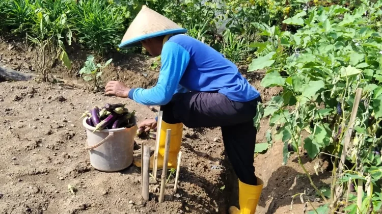 Dari Balik Jeruji ke Lahan Produktif, WBP Rutan Banyumas Panen Terung