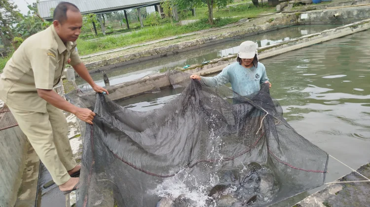 UPTD Budidaya dan Pemasaran Hasil Ikan Purbalingga Optimalkan Pemasaran