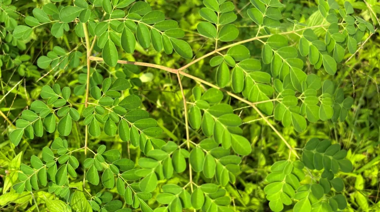 Kelor, Antioksidan Alami yang Dijuluki Superfood