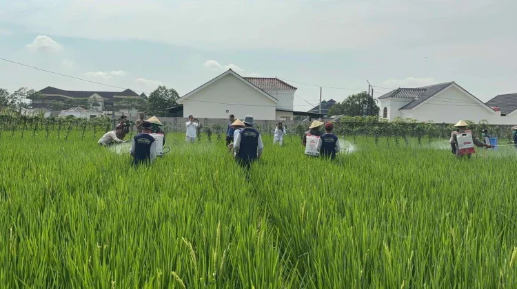El Nino Menguji Ketahanan Pertanian Banyumas
