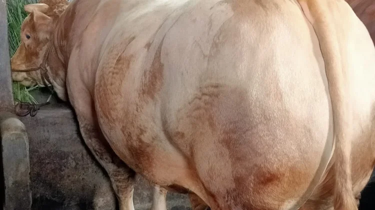 Sapi Jumbo 1,08 Ton Milik Petani Banjarnegara Jadi Hewan Kurban Bantuan Presiden