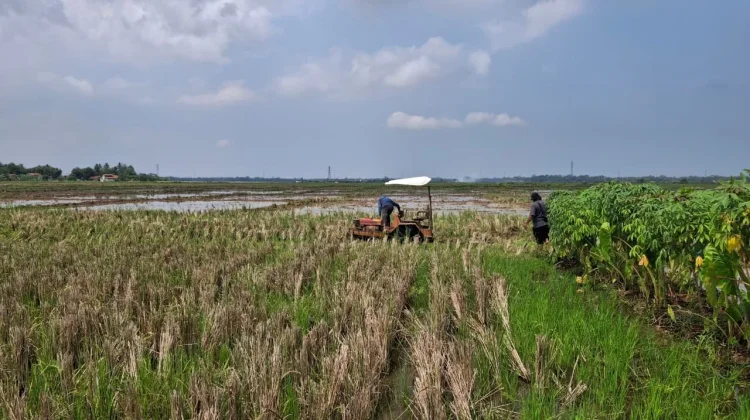Kecamatan Kemranjen Siapkan Mitigasi Hadapi El Nino 2026