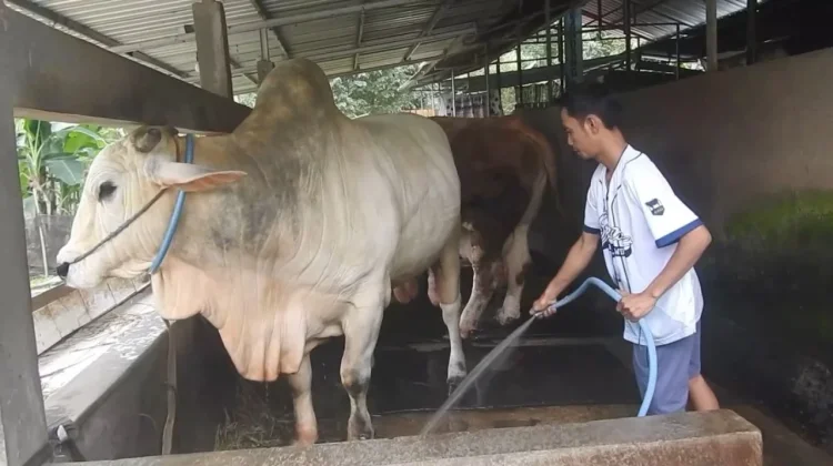 Stok Hewan Kurban di Banjarnegara Dipastikan Aman jelang Idul Adha