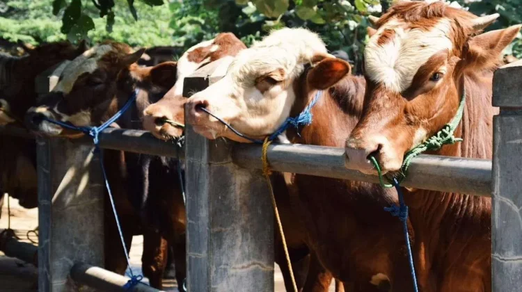 Dinpertan Banyumas Pastikan Hewan Kurban Sehat Jelang Iduladha