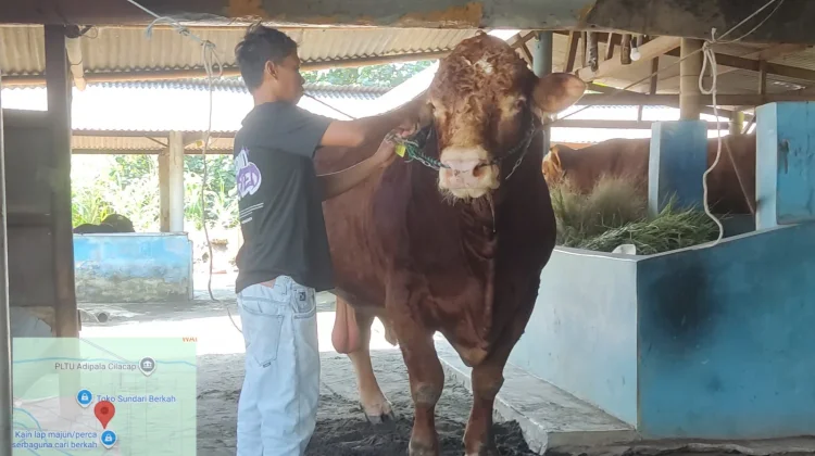 Sapi Seberat 1 Ton Lebih Asal Bunton Jadi Hewan Kurban Presiden Prabowo di Cilacap