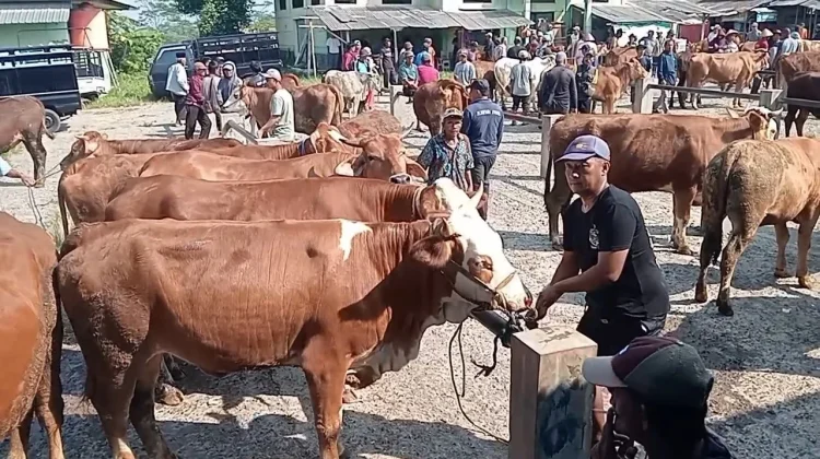 Menjelang Iduladha, Harga Sapi Kurban di Banjarnegara Naik hingga Rp 5 Juta per Ekor