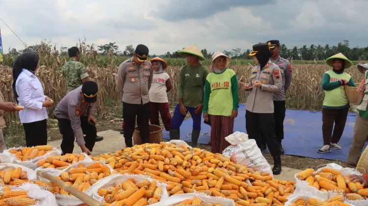 Polres Purbalingga Panen Raya Jagung Serentak Kuartal II di Kertanegara