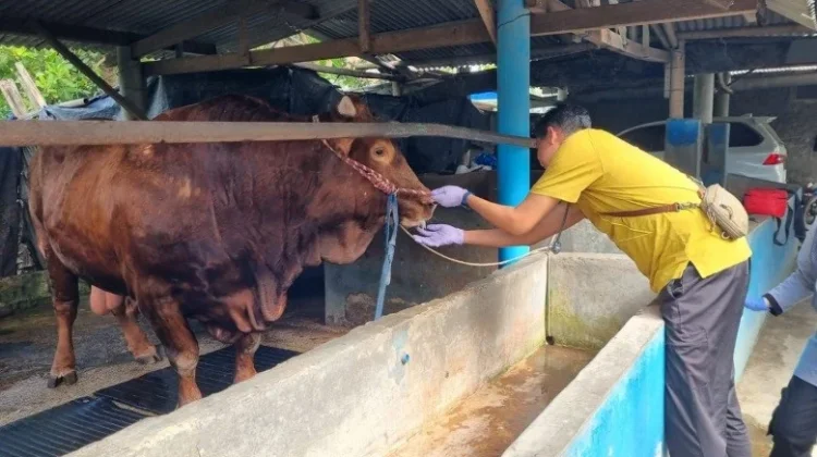 Menjelang Iduladha 1447 H, Stok Hewan Kurban di Cilacap Dipastikan Aman