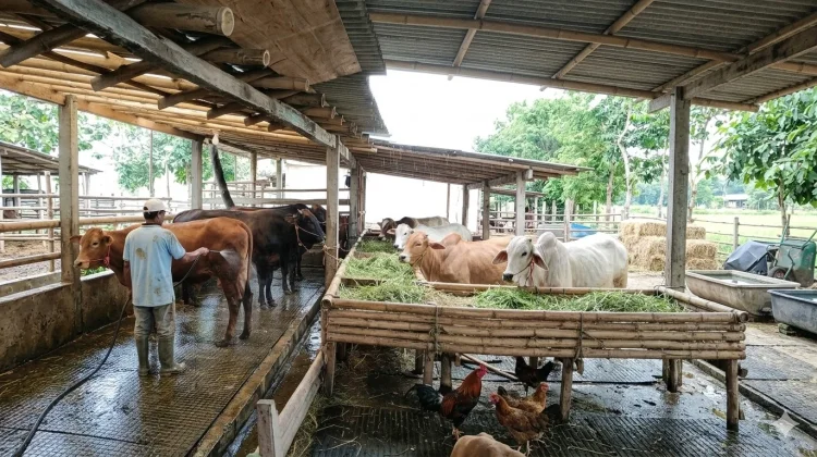 Jelang Idul Adha, Harga Sapi Hidup Melonjak