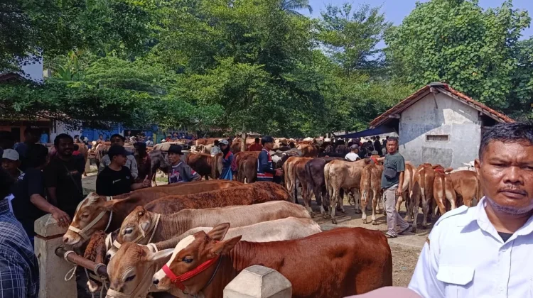Sistem Arisan Picu Penjualan Sapi Kurban Meningkat di Ajibarang