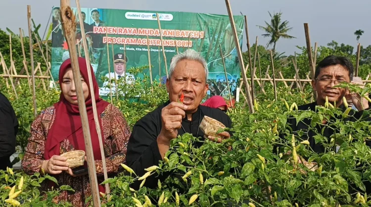 Banyumas Dorong Swasembada Cabai lewat Petani Muda