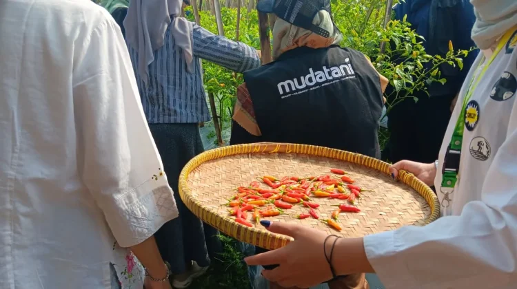 Panen Raya Batch Pertama Tandai Keberhasilan Muda Tani