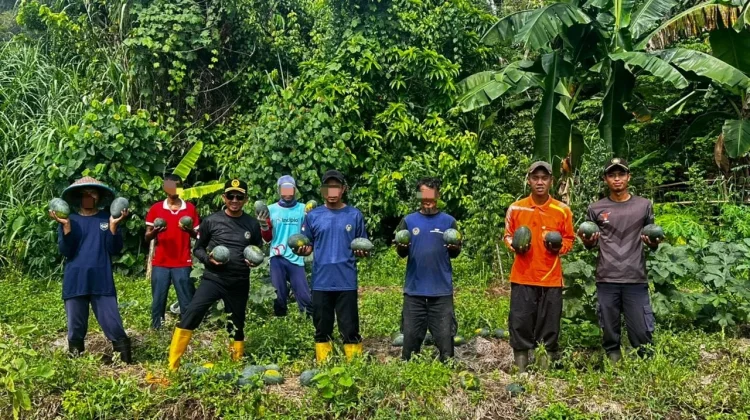 WBP Lapas Terbuka Nusakambangan Panen Semangka